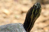 Martes 26 de abril. Pese a los esfuerzos de los especialistas del ZOOMAT la población de Anfibios es limitada a pocas especies dentro de la población en exhibición, destacándose la presencia de tortugas entre las demás ejemplares. Martes 26 de abril. Pese a los esfuerzos de los especialistas del ZOOMAT la población de Anfibios es limitada a pocas especies dentro de la población en exhibición, destacándose la presencia de tortugas entre las demás ejemplares.