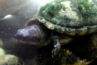 Martes 26 de abril. Pese a los esfuerzos de los especialistas del ZOOMAT la población de Anfibios es limitada a pocas especies dentro de la población en exhibición, destacándose la presencia de tortugas entre las demás ejemplares.