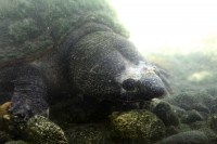 Martes 26 de abril. Pese a los esfuerzos de los especialistas del ZOOMAT la población de Anfibios es limitada a pocas especies dentro de la población en exhibición, destacándose la presencia de tortugas entre las demás ejemplares. Martes 26 de abril. Pese a los esfuerzos de los especialistas del ZOOMAT la población de Anfibios es limitada a pocas especies dentro de la población en exhibición, destacándose la presencia de tortugas entre las demás ejemplares.