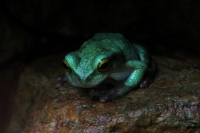 Martes 26 de abril. Pese a los esfuerzos de los especialistas del ZOOMAT la población de Anfibios es limitada a pocas especies dentro de la población en exhibición, destacándose la presencia de tortugas entre las demás ejemplares.