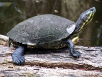 Viernes 4 de febrero. Aspecto de las tortugas exhibidas en el ZOOMAT