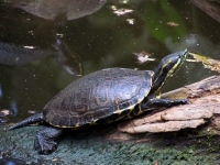 Viernes 4 de febrero. Aspecto de las tortugas exhibidas en el ZOOMAT