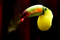 Especial Aves de Chiapas