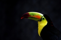 Especial Aves de Chiapas Especial Aves de Chiapas