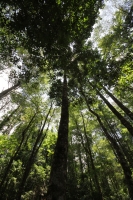 Martes 24 de mayo. Dentro de los terrenos de la comunidad Las Maravillas del Municipio de Coapilla se ubica la UMA para la reproducción de Venados de Cola Blanca donde se observan varios de estos animales viviendo y alimentándose dentro de los bosques del