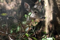 Martes 24 de mayo. Dentro de los terrenos de la comunidad Las Maravillas del Municipio de Coapilla se ubica la UMA para la reproducción de Venados de Cola Blanca donde se observan varios de estos animales viviendo y alimentándose dentro de los bosques del