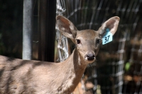Martes 24 de mayo. Dentro de los terrenos de la comunidad Las Maravillas del Municipio de Coapilla se ubica la UMA para la reproducción de Venados de Cola Blanca donde se observan varios de estos animales viviendo y alimentándose dentro de los bosques del