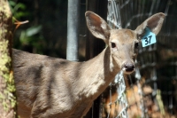 Martes 24 de mayo. Dentro de los terrenos de la comunidad Las Maravillas del Municipio de Coapilla se ubica la UMA para la reproducción de Venados de Cola Blanca donde se observan varios de estos animales viviendo y alimentándose dentro de los bosques del