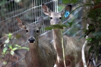 Martes 24 de mayo. Dentro de los terrenos de la comunidad Las Maravillas del Municipio de Coapilla se ubica la UMA para la reproducción de Venados de Cola Blanca donde se observan varios de estos animales viviendo y alimentándose dentro de los bosques del