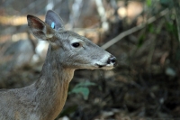 Martes 24 de mayo. Dentro de los terrenos de la comunidad Las Maravillas del Municipio de Coapilla se ubica la UMA para la reproducción de Venados de Cola Blanca donde se observan varios de estos animales viviendo y alimentándose dentro de los bosques del