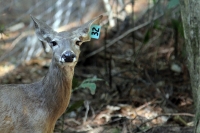 Martes 24 de mayo. Dentro de los terrenos de la comunidad Las Maravillas del Municipio de Coapilla se ubica la UMA para la reproducción de Venados de Cola Blanca donde se observan varios de estos animales viviendo y alimentándose dentro de los bosques del