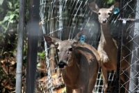 Martes 24 de mayo. Dentro de los terrenos de la comunidad Las Maravillas del Municipio de Coapilla se ubica la UMA para la reproducción de Venados de Cola Blanca donde se observan varios de estos animales viviendo y alimentándose dentro de los bosques del Martes 24 de mayo. Dentro de los terrenos de la comunidad Las Maravillas del Municipio de Coapilla se ubica la UMA para la reproducción de Venados de Cola Blanca donde se observan varios de estos animales viviendo y alimentándose dentro de los bosques del