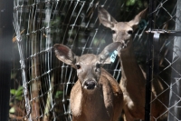 Martes 24 de mayo. Dentro de los terrenos de la comunidad Las Maravillas del Municipio de Coapilla se ubica la UMA para la reproducción de Venados de Cola Blanca donde se observan varios de estos animales viviendo y alimentándose dentro de los bosques del