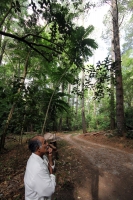 Martes 24 de mayo. Dentro de los terrenos de la comunidad Las Maravillas del Municipio de Coapilla se ubica la UMA para la reproducción de Venados de Cola Blanca donde se observan varios de estos animales viviendo y alimentándose dentro de los bosques del