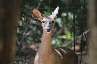 Martes 24 de mayo. Dentro de los terrenos de la comunidad Las Maravillas del Municipio de Coapilla se ubica la UMA para la reproducción de Venados de Cola Blanca donde se observan varios de estos animales viviendo y alimentándose dentro de los bosques del