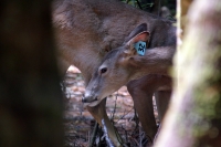 Martes 24 de mayo. Dentro de los terrenos de la comunidad Las Maravillas del Municipio de Coapilla se ubica la UMA para la reproducción de Venados de Cola Blanca donde se observan varios de estos animales viviendo y alimentándose dentro de los bosques del