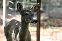 Martes 24 de mayo. Dentro de los terrenos de la comunidad Las Maravillas del Municipio de Coapilla se ubica la UMA para la reproducción de Venados de Cola Blanca donde se observan varios de estos animales viviendo y alimentándose dentro de los bosques del