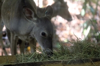 Martes 24 de mayo. Dentro de los terrenos de la comunidad Las Maravillas del Municipio de Coapilla se ubica la UMA para la reproducción de Venados de Cola Blanca donde se observan varios de estos animales viviendo y alimentándose dentro de los bosques del