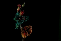 Rosa que te nombra