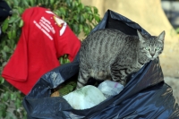 Domingo 26 de febrero del 2012. Vida de gatos.