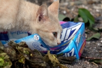 Domingo 26 de febrero del 2012. Vida de gatos.
