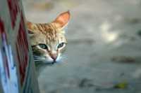 Domingo 26 de febrero del 2012. Vida de gatos.