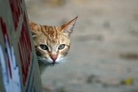 Domingo 26 de febrero del 2012. Vida de gatos. Domingo 26 de febrero del 2012. Vida de gatos.
