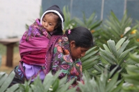 Viernes primero de noviembre del 2013. San Lorenzo Zinacantan. Las tumbas de las comunidades indígenas se visten de colores y música durante las celebraciones del día de muertos. Siempre he pensado que el Zinacanteco  Es un guardián que guarda sus pies en