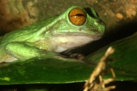Jueves 3 de octubre del 2013. Tuxtla Gutiérrez. Los Hábitats de las especies representadas en el Zoomat intentan asemejarse lo más posible a los entornos naturales de Chiapas.