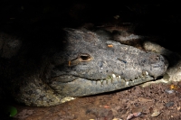 Lunes 21 de julio del 2014. Tuxtla Gutiérrez. La variedad de animales endémicos se encuentran en exhibición en áreas naturales similares a su entorno en las instalaciones del Zoológico Miguel Álvarez del Toro