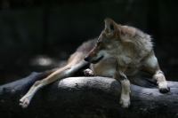Lunes 21 de julio del 2014. Tuxtla Gutiérrez. La variedad de animales endémicos se encuentran en exhibición en áreas naturales similares a su entorno en las instalaciones del Zoológico Miguel Álvarez del Toro Lunes 21 de julio del 2014. Tuxtla Gutiérrez. La variedad de animales endémicos se encuentran en exhibición en áreas naturales similares a su entorno en las instalaciones del Zoológico Miguel Álvarez del Toro