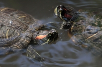 Lunes 21 de julio del 2014. Tuxtla Gutiérrez. La variedad de animales endémicos se encuentran en exhibición en áreas naturales similares a su entorno en las instalaciones del Zoológico Miguel Álvarez del Toro
