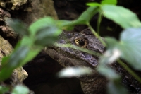 Lunes 21 de julio del 2014. Tuxtla Gutiérrez. La variedad de animales endémicos se encuentran en exhibición en áreas naturales similares a su entorno en las instalaciones del Zoológico Miguel Álvarez del Toro