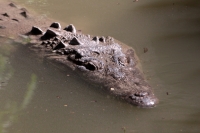Lunes 21 de julio del 2014. Tuxtla Gutiérrez. La variedad de animales endémicos se encuentran en exhibición en áreas naturales similares a su entorno en las instalaciones del Zoológico Miguel Álvarez del Toro