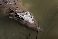 Lunes 21 de julio del 2014. Tuxtla Gutiérrez. La variedad de animales endémicos se encuentran en exhibición en áreas naturales similares a su entorno en las instalaciones del Zoológico Miguel Álvarez del Toro