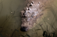 Lunes 21 de julio del 2014. Tuxtla Gutiérrez. La variedad de animales endémicos se encuentran en exhibición en áreas naturales similares a su entorno en las instalaciones del Zoológico Miguel Álvarez del Toro