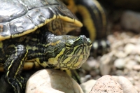 Viernes 8 de julio.  El ZOOMAT Zoológico Miguel Álvarez del Toro, se encuentra listo para recibir el flujo de visitantes y turistas de esta temporada de verano con actividades recreativas y de exposición en las diferentes salas, foros y muestras de los há