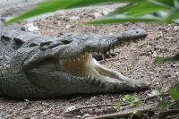 Viernes 8 de julio.  El ZOOMAT Zoológico Miguel Álvarez del Toro, se encuentra listo para recibir el flujo de visitantes y turistas de esta temporada de verano con actividades recreativas y de exposición en las diferentes salas, foros y muestras de los há