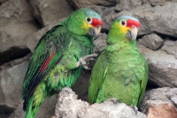 Jueves 7 de mayo del 2015. Tuxtla Gutiérrez. El brote de influenza aviar H7 dentro de las instalaciones del Zoológico Miguel Álvarez del Toro ha provocado la preocupación de los encargados de la salud de las aves resguardadas por lo que se aprovechara el 