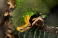 Jueves 7 de mayo del 2015. Tuxtla Gutiérrez. El brote de influenza aviar H7 dentro de las instalaciones del Zoológico Miguel Álvarez del Toro ha provocado la preocupación de los encargados de la salud de las aves resguardadas por lo que se aprovechara el Jueves 7 de mayo del 2015. Tuxtla Gutiérrez. El brote de influenza aviar H7 dentro de las instalaciones del Zoológico Miguel Álvarez del Toro ha provocado la preocupación de los encargados de la salud de las aves resguardadas por lo que se aprovechara el