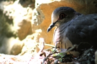 Jueves 7 de mayo del 2015. Tuxtla Gutiérrez. El brote de influenza aviar H7 dentro de las instalaciones del Zoológico Miguel Álvarez del Toro ha provocado la preocupación de los encargados de la salud de las aves resguardadas por lo que se aprovechara el 