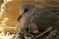 Jueves 7 de mayo del 2015. Tuxtla Gutiérrez. El brote de influenza aviar H7 dentro de las instalaciones del Zoológico Miguel Álvarez del Toro ha provocado la preocupación de los encargados de la salud de las aves resguardadas por lo que se aprovechara el 