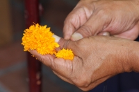 Martes 25 de octubre del 2016. Tuxtla Gutiérrez. Flor de cempasúchil o musajoyo. La ermita del Cerrito es adornada con flores de cempasúchil o musajoyo, ofrenda que es arreglada delicadamente por los maestros tradicionales de la comunida zoque