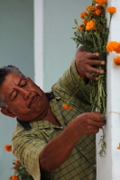 Martes 25 de octubre del 2016. Tuxtla Gutiérrez. Flor de cempasúchil o musajoyo. La ermita del Cerrito es adornada con flores de cempasúchil o musajoyo, ofrenda que es arreglada delicadamente por los maestros tradicionales de la comunida zoque Martes 25 de octubre del 2016. Tuxtla Gutiérrez. Flor de cempasúchil o musajoyo. La ermita del Cerrito es adornada con flores de cempasúchil o musajoyo, ofrenda que es arreglada delicadamente por los maestros tradicionales de la comunida zoque