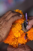 Martes 25 de octubre del 2016. Tuxtla Gutiérrez. Flor de cempasúchil o musajoyo. La ermita del Cerrito es adornada con flores de cempasúchil o musajoyo, ofrenda que es arreglada delicadamente por los maestros tradicionales de la comunida zoque Martes 25 de octubre del 2016. Tuxtla Gutiérrez. Flor de cempasúchil o musajoyo. La ermita del Cerrito es adornada con flores de cempasúchil o musajoyo, ofrenda que es arreglada delicadamente por los maestros tradicionales de la comunida zoque