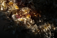 20260405. Chiapa de Corzo. Los Chamales, las ofrendas de flores son llevadas durante el Via-Crucis  hacia la iglesia de Santo Domingo.