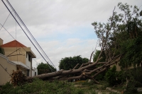 20250611. Tuxtla. Más de 50 árboles caídos durante los fuertes vientos y la lluvia en las últimas horas en la ciudad.