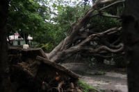20250611. Tuxtla. Más de 50 árboles caídos durante los fuertes vientos y la lluvia en las últimas horas en la ciudad.