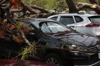 2026.0512. Tuxtla. Un árbol de framboyán cae en las jardineras de la Unidad Administrativa causando destrozos en varios vehículos.