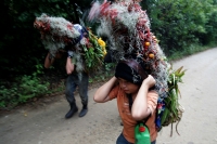 Chiapa de Corzo, 21 de diciembre. Después de permanecer 6 días en la zona boscosa de los altos de Chiapas, los jóvenes originarios de Chiapa de Corzo, regresan a esta localidad cargando racimos de flores conocidas como Nilurayilu, la cual es utilizada en 